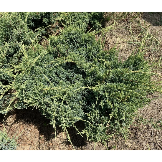 Himalájai törpeboróka JUNIPERUS SQUAMATA HOLGER 60/80*