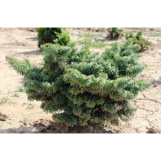 Törpe balzsam jegenyefenyő ABIES BALSAMEA NANA 30/40*