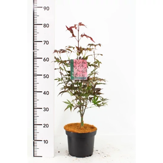 Japán juhar   ACER PALMATUM BLOODGOOD 50/60 K4