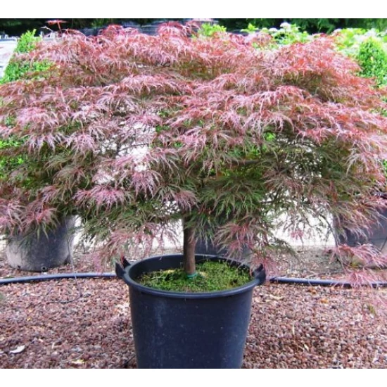 Japán juhar   ACER PALMATUM GARNET 50/60CM K3