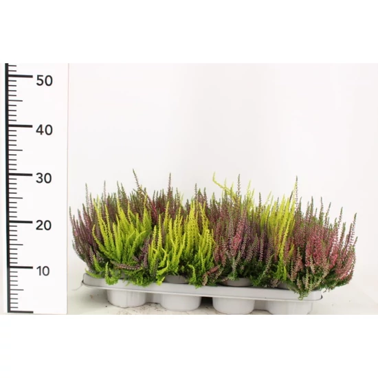 Csarab    CALLUNA VULGARIS BEAUTY LADIES TRIOS 15/20 CS12