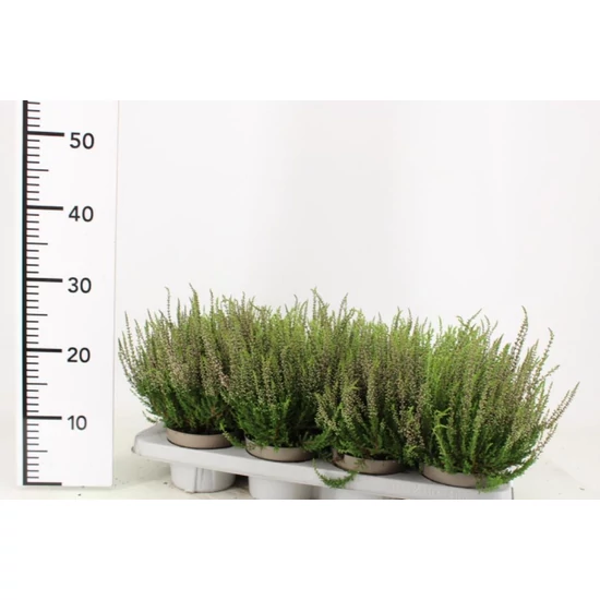 Csarab    CALLUNA VULGARIS GARDEN GIRLS 15/20 CS12