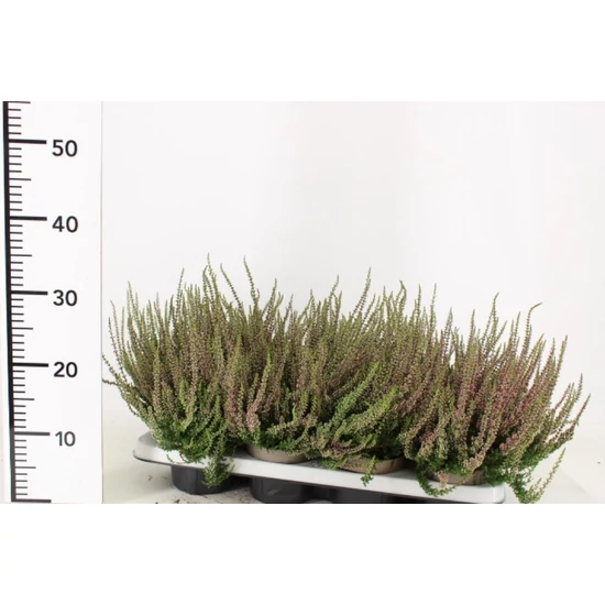 Csarab    CALLUNA VULGARIS GARDEN GIRLS 20/25 CS12