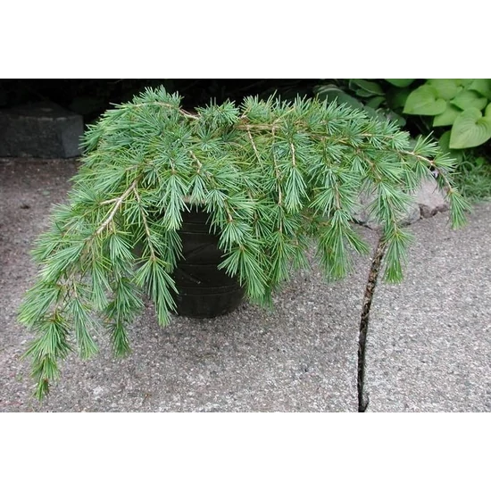 Kék terülő himalájai cédrus CEDRUS DEODARA FEELIN BLUE 50/60 K7,5