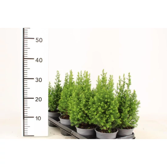 Mocsári álciprus   CHAMAECYPARIS THYOIDES EXCELENT POINT 35CM CS11