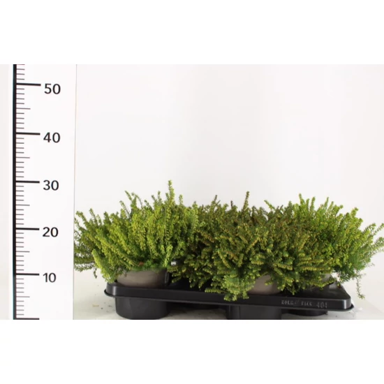 Alpesi hanga   ERICA DARLEYENSIS 20/25 CS15