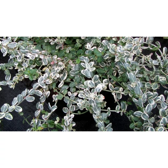 Repkény kecskerágó   EUONYMUS FORTUNEI SILVER CARPET 15/20 CS15