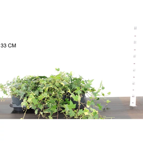 Közönséges borostyán  HEDERA FAJTÁK 30/40 CS14