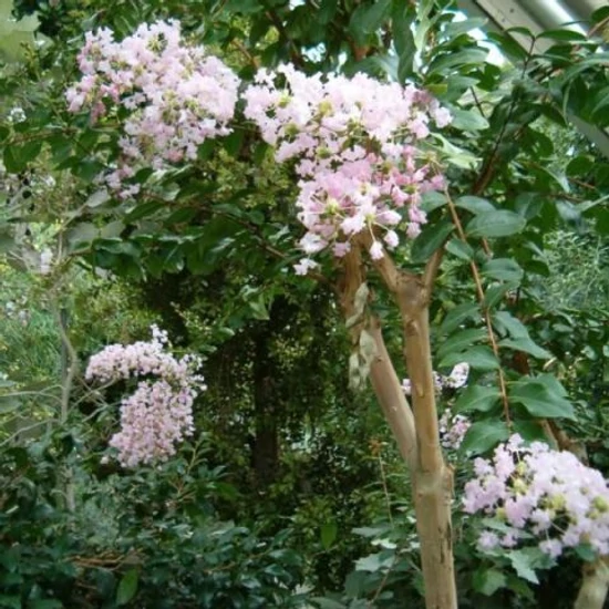 Kínai selyemmirtusz   LAGERSTROEMIA INDICA 50/60 K3