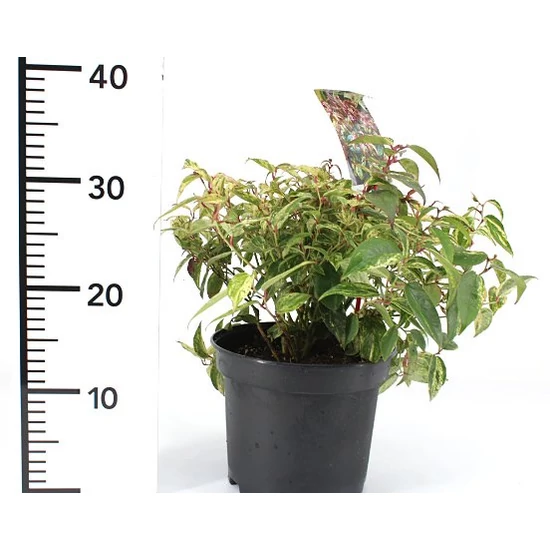 Fürtös hanga   LEUCOTHOE WALTERI MAKIJAZ 25/30 K3