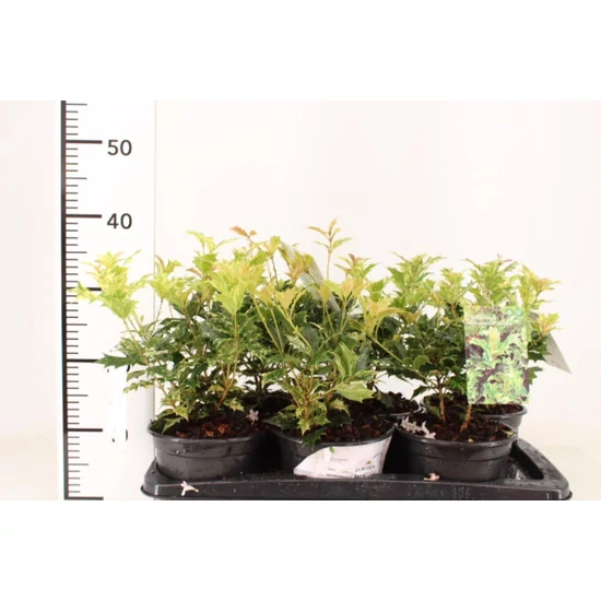 Felemáslevelű illatcserje   OSMANTHUS HETEROPHYLLUS GOSHIKI 20/25 K2