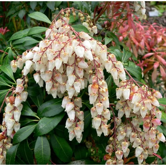 Japán babérhanga   PIERIS JAPONICA POLAR PASSION 25/30 K2