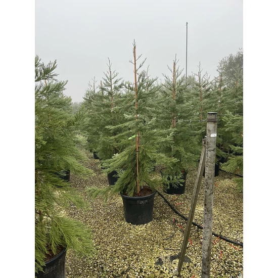 Óriás (hegyi) mamutfenyő SEQUOIADENDRON GIGANTEUM 200CM K70