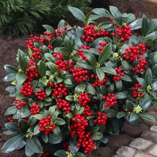 Kínai dérbabér SKIMMIA JAPONICA REEVESIANA 30/35 K1,5