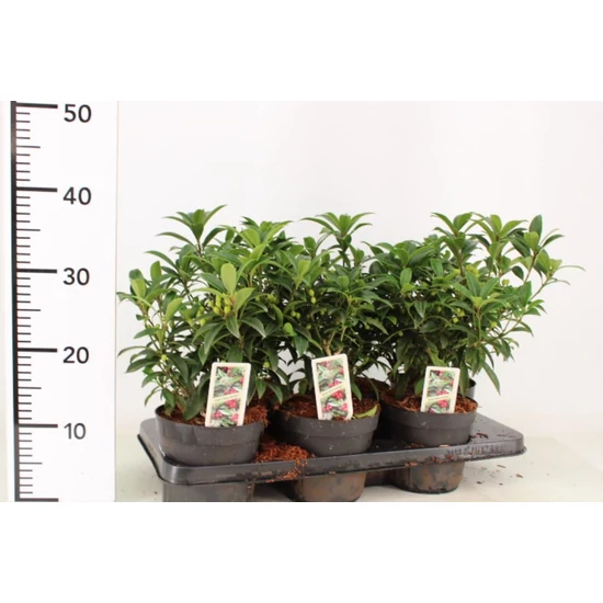 Kínai dérbabér   SKIMMIA REEVESIANA GODRIES LITTLE RUBY 15/20 CS15