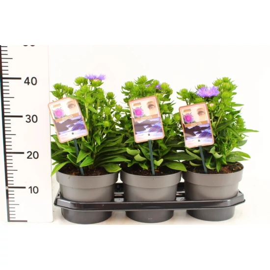 Olajbóbita LAEVIS MELS BLUE 40/45 CS19