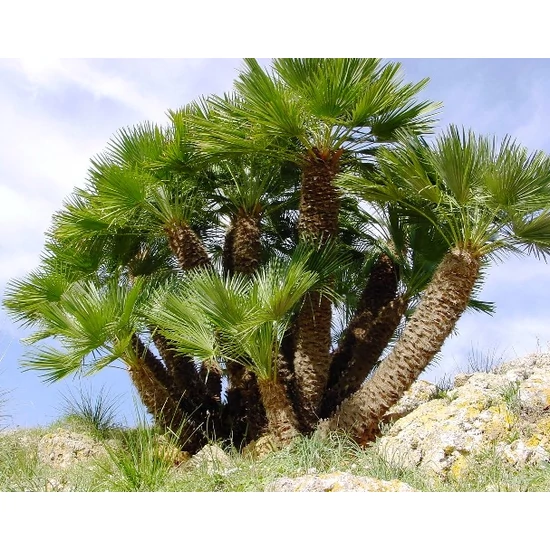 Törpe lószőrpálma  CHAMAEROPS HUMILIS K65