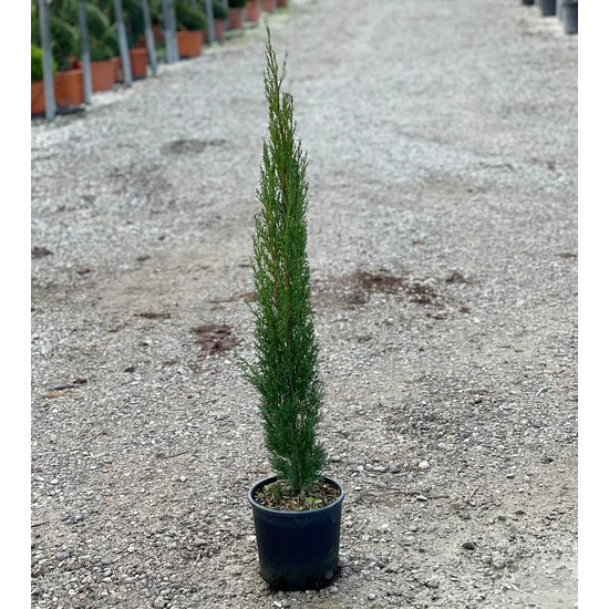 Európai ciprus   CUPRESSUS SEMPERVIRENS TOTEM K3
