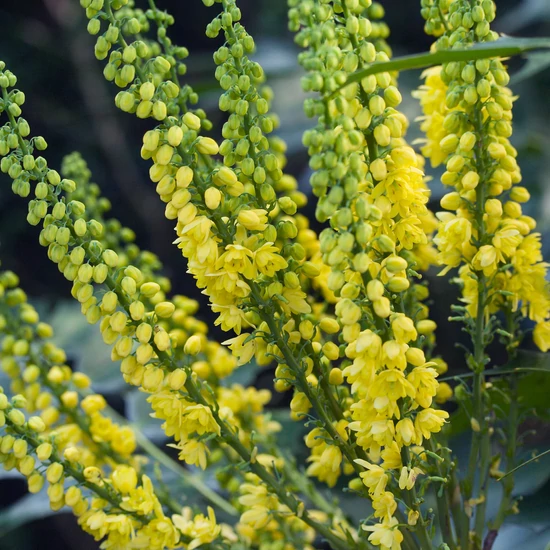 Mahonia    MAHONIA MEDIA CHARITY K40