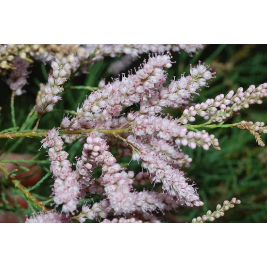 Francia tamariska   TAMARIX GALLICA T200 35/40 K230
