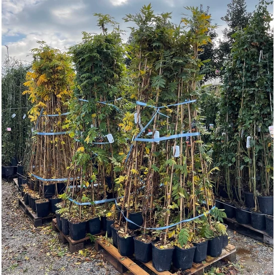 Japán lilaakác   WISTERIA FLORIBUNDA 180/+ K3
