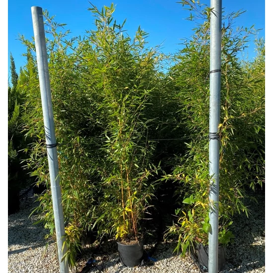 Sárgás bambusz   PHYLLOSTACHYS AUREA 175/200 K15