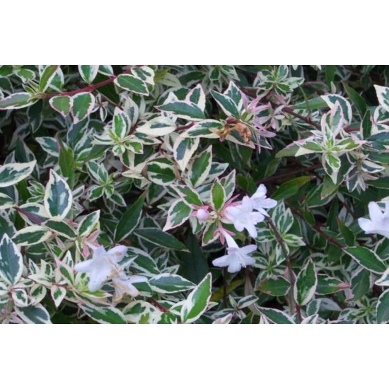 Nagyvirágú tárnicslonc   ABELIA GRANDIFLORA GÖMB 40/+ K9