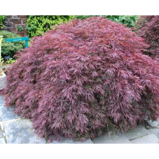 Szeldeltlevelű japán juhar  ACER PALMATUM DISSECTUM ATROPURPUREUM T1/2 100/120 K80