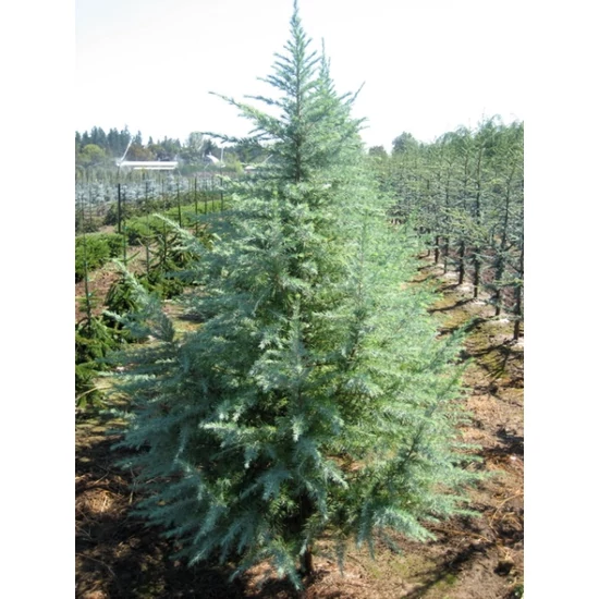 Himalájai cédrus   CEDRUS DEODARA 125/+ K18