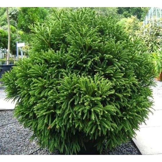 Törpe japán szugifenyő  CRYPTOMERIA JAPONICA GLOBOSA NANA 60/80 K35