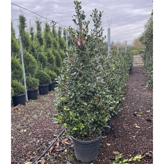 Közönséges magyal ILEX MUTCHAGARA NELLIE R. STEVENS KÚP 150/175 K100