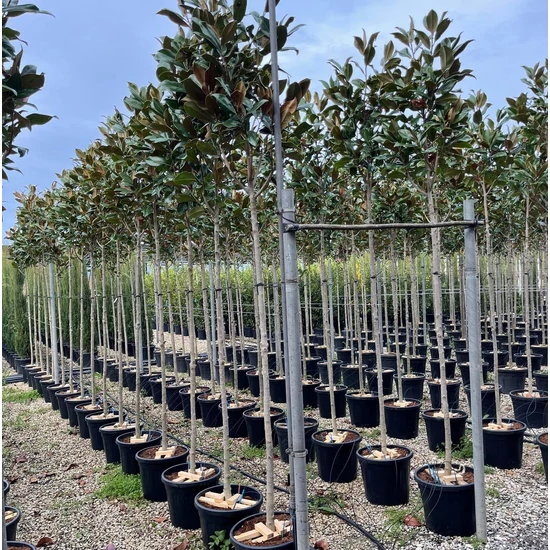Örökzöld liliomfa   MAGNOLIA GRANDIFLORA GALLISONIENSIS T200 10/12 K35