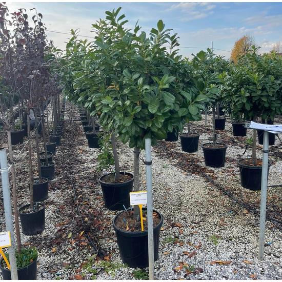 Közönséges babérmeggy   PRUNUS LAUROCERASUS NOVITA 1/2 80/90 K45 