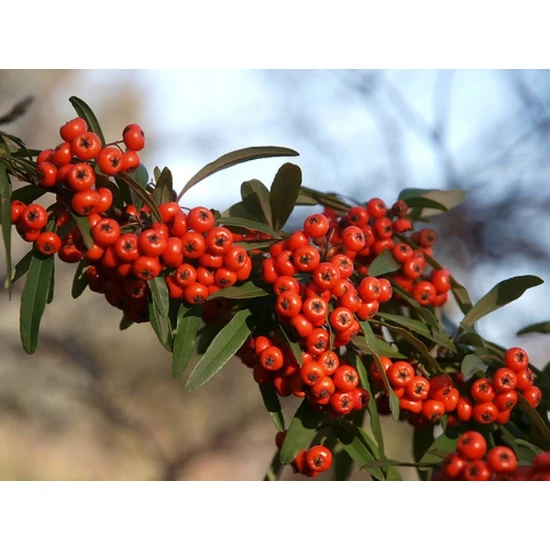 Tűztövis    PYRACANTHA NAVAHO T200 8/10 K20