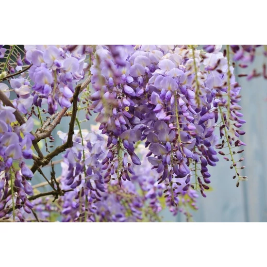 Kínai lilaakác   WISTERIA CHINENSIS T200 TETŐ FORMA K80