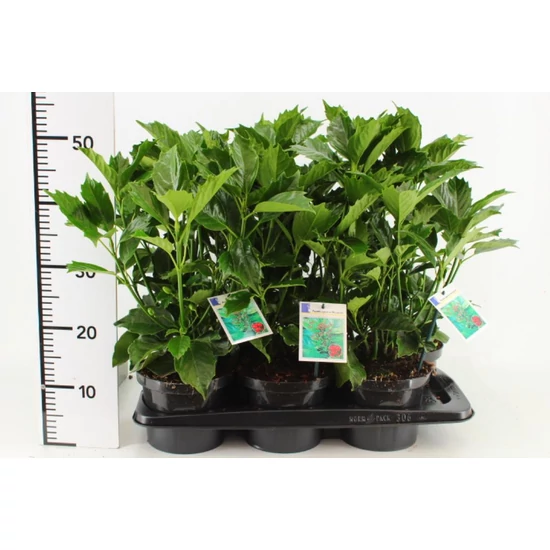 Japán babérsom   AUCUBA JAPONICA ROZANNIE 30/40 CS17