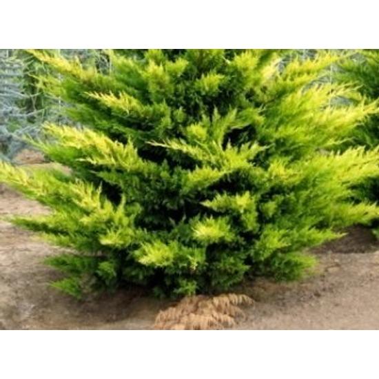 Arany lombú leyland ciprus CUPRESSOCYPARIS LEYLANDII GOLD RIDER GÖMB K18