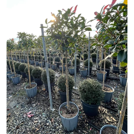 Örökzöld korallberkenye   PHOTINIA FRASERI RED ROBIN T1/2 K12
