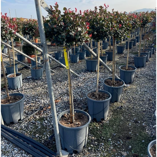 Örökzöld korallberkenye   PHOTINIA FRASERI LITTLE RED ROBIN T1/2 K12