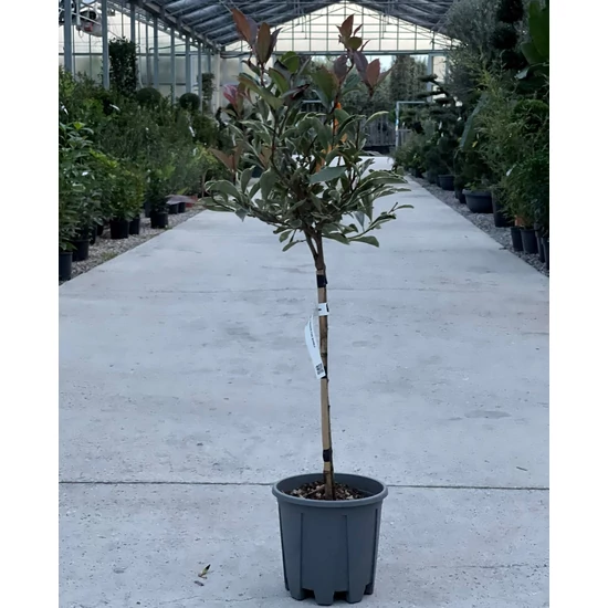 Örökzöld korallberkenye   PHOTINIA FRASERI PINK MARBLE T1/4 EXTRA K10