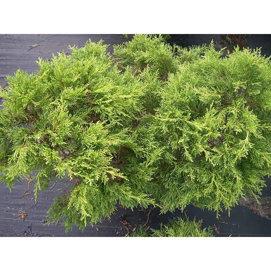 Terülő boróka   JUNIPERUS MEDIA GOLD COAST BONSAI 120/130 K70
