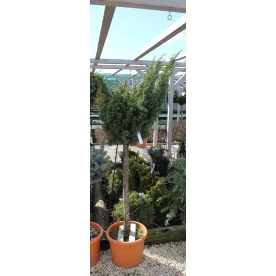 Kínai boróka   JUNIPERUS CHINENSIS BLAAUW T1/4 K13