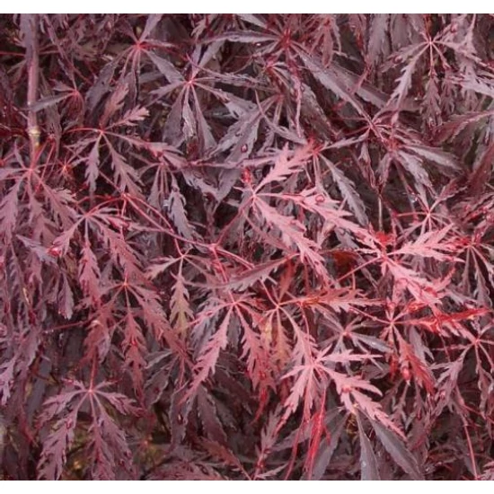 Szeldelt levelű japán juhar ACER PALMATUM DISSECTUM TAMUKEYAMA T200 16/18 K110