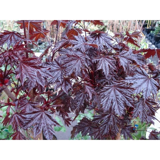 Vöröslevelű oszlopos juhar  ACER PLATANOIDES CRIMSON SENTRY T200 12/14 K45