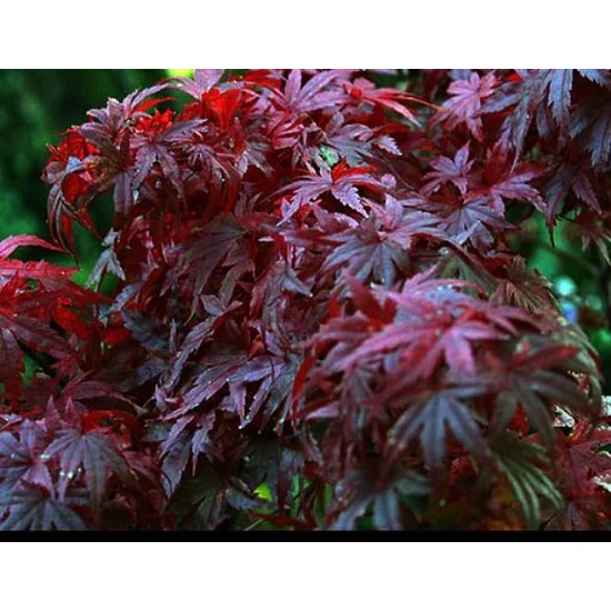 Japán juhar   ACER PALMATUM ATROPURPUREUM 125/150 K15