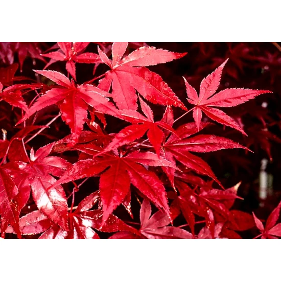 Japán juhar   ACER PALMATUM RED EMPEROR 100/125 K15