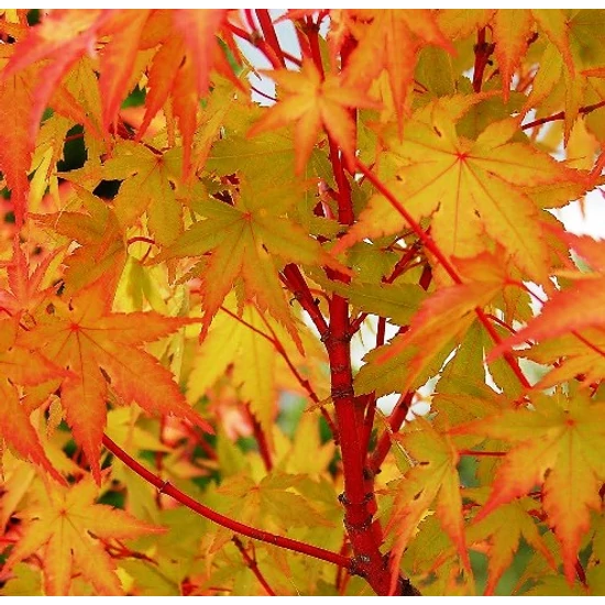 Japán juhar   ACER PALMATUM SANGO KAKU 100/125 K15