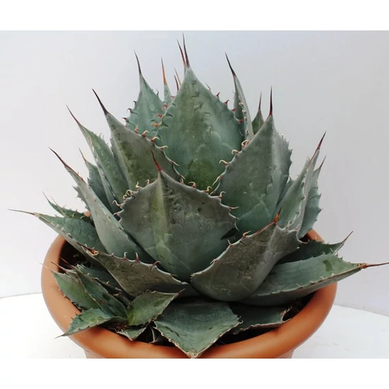 Agávé   AGAVE PARRASANA K12