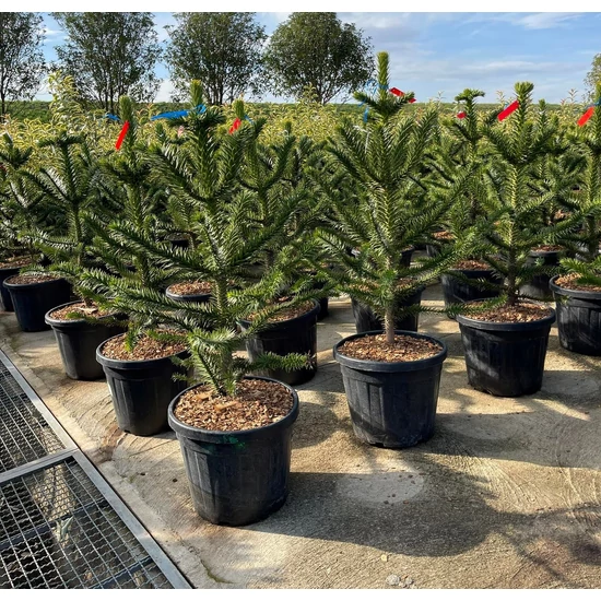 Chilei fenyő   ARAUCARIA ARAUCANA 100/110 K35