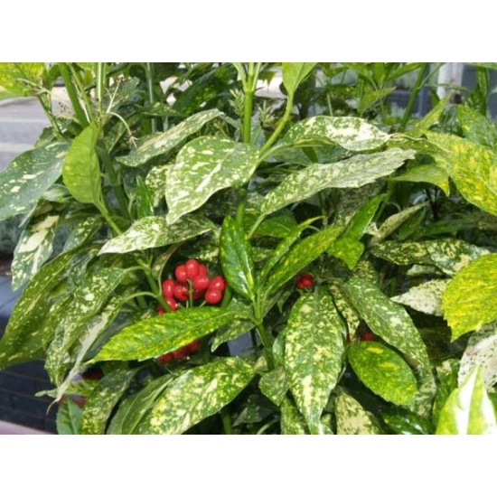 Márványos babérsom   AUCUBA JAPONICA CROTONIFOLIA GOLD 40/60 K5
